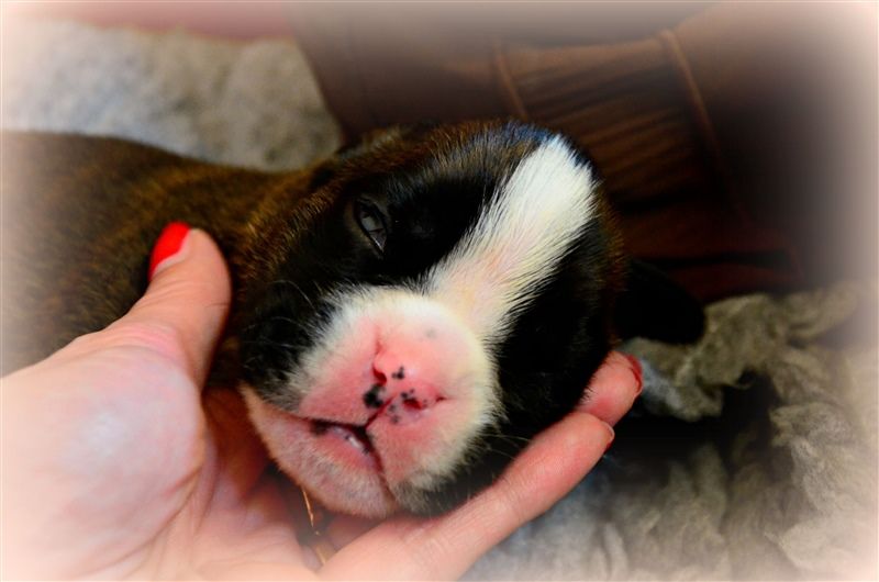 Freddie, 12 days